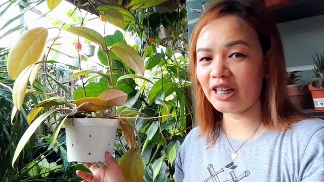 HOYA TALK: Let's Talk About Hoya Vitellinoides| Origin, Flower, Caretips&many More| #hoya #hoyacare