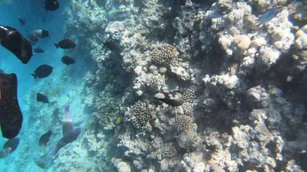 Egipt - Makadi Bay - Stella Di Mare Beach Resort & Spa