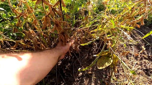 Цікава культура - соя. Працюю мотоблоком. 1частина смотреть онлайн