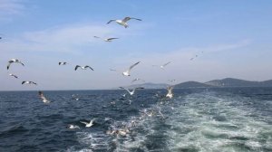 У БУНГАЛО стихи Ларисы Гавриковой читает Автор