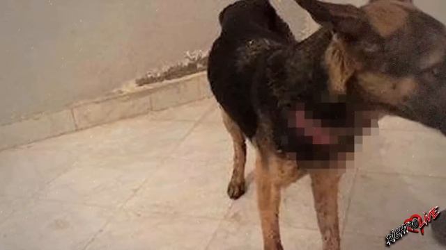 Этот случай просто невероятен! Посмотрите, что случилось потом! смотреть онлайн