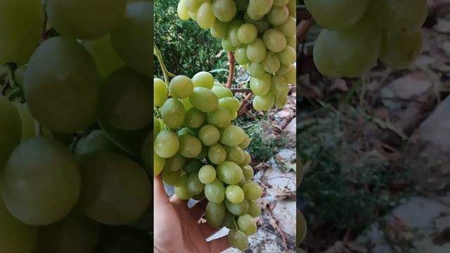 Виноград Ланселот. 2023г. г.Курск. смотреть онлайн