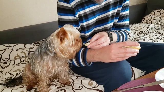 Father and Son have breakfast)))) смотреть онлайн
