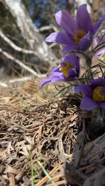 13 апреля, в Сибири жара. смотреть онлайн