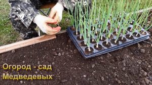 Почему рассада лука Эксибишен растет, а не падает