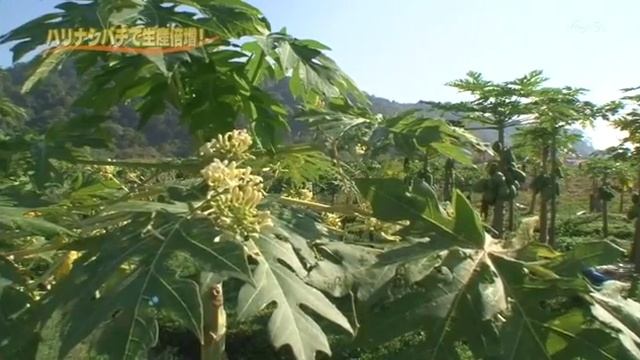 Bee Museum Kelulut and Papaya Plantation смотреть онлайн