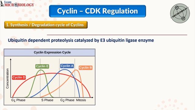 Cell Cycle- Control | Cyclin-CDK regulation | Part 2 смотреть онлайн