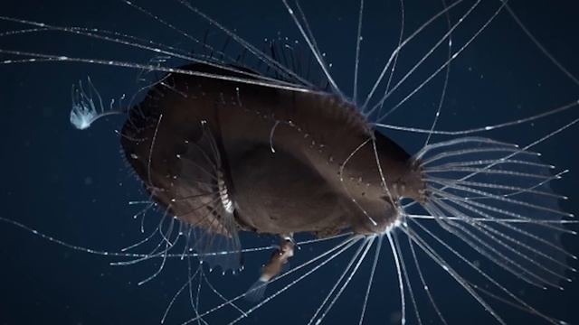 What they Captured in Mariana Trench Left People Speechless смотреть онлайн