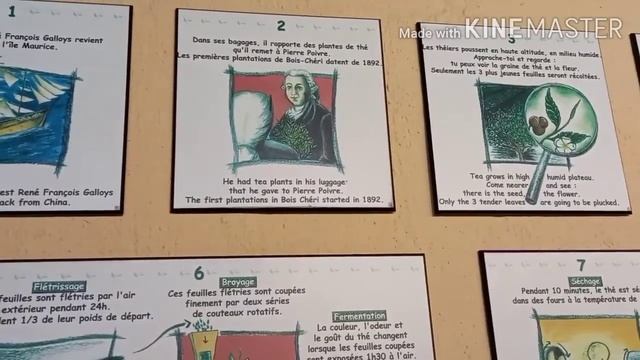 Tour to Bois Cheri Tea Gardens смотреть онлайн