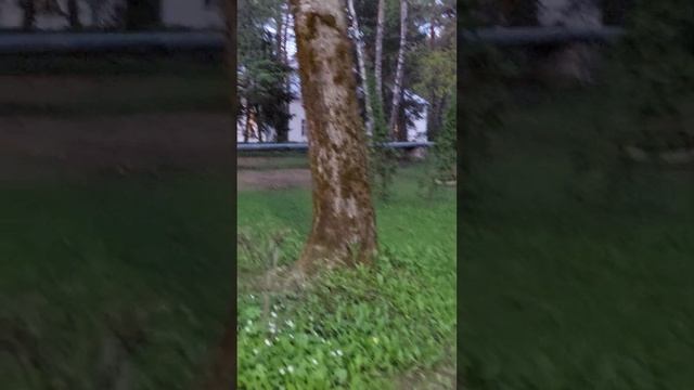 Вечерний променад в санатории Красный Бор в Смоленске смотреть онлайн