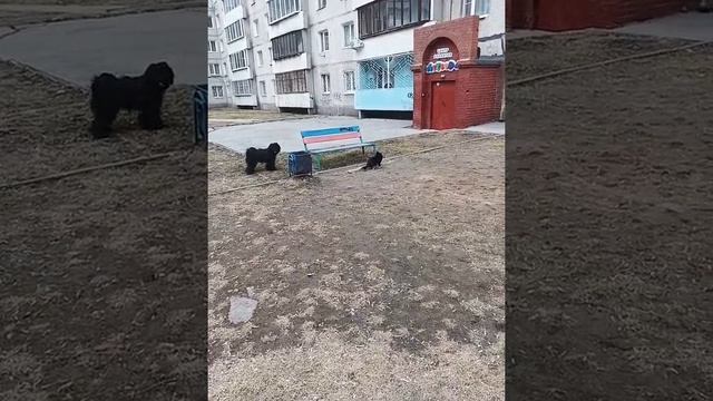 Тибетский терьер Рис на прогулке смотреть онлайн