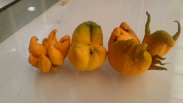 Лимоны-ЖЕСТЬ-לימונים смотреть онлайн