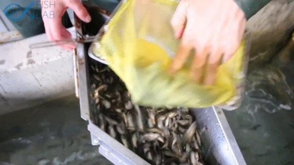 Школа Рыбоводства fish-lab.ru