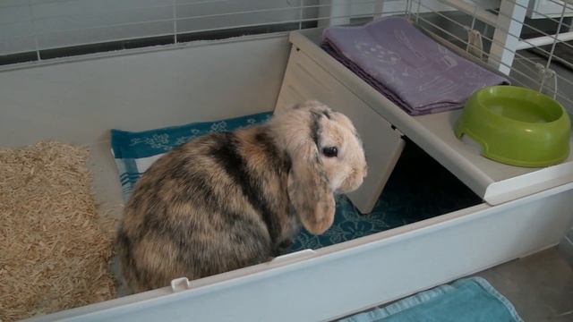 Drôle 2 Lapin : L'anniversaire ! смотреть онлайн