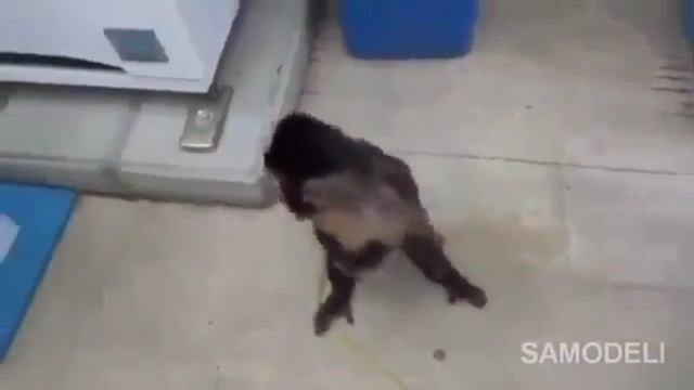 Обезьянка смотреть онлайн