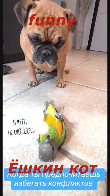 Самые смешные ЖИВОТНЫЕ #61. Веселые приключения пушистиков #shorts #funnyanimalsvideo #смех смотреть онлайн