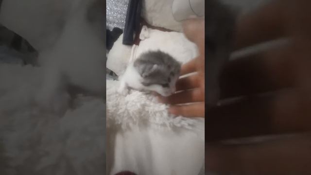 котята в добрые руки смотреть онлайн