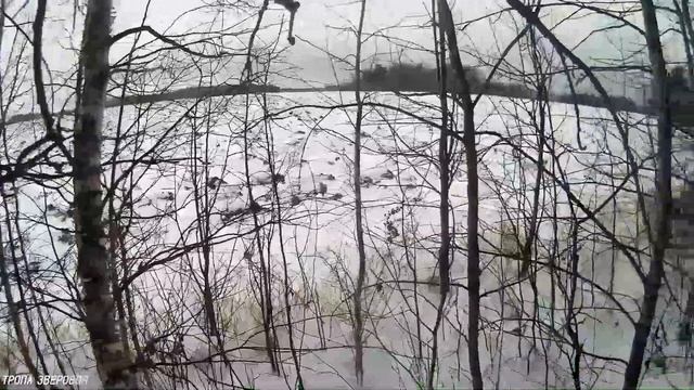 Охота на зайца. Ну что, попался, косой!? смотреть онлайн