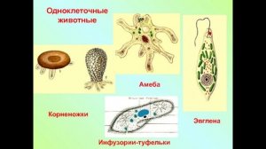 Биология 5-6 класс Пасечник аудио параграф 22 Характеристика царства животных