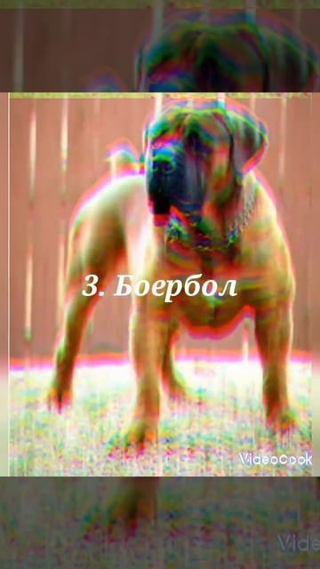5 Топ самых лучших парод собак. смотреть онлайн