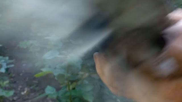 Українські мраморні голуби. Селекція розплідника Геннадя. смотреть онлайн