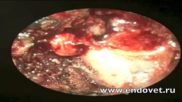 Нейроэндоскопия у собак смотреть онлайн