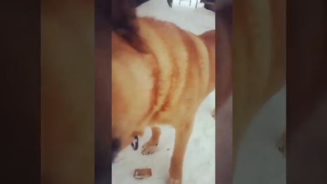 Рыжик и папа