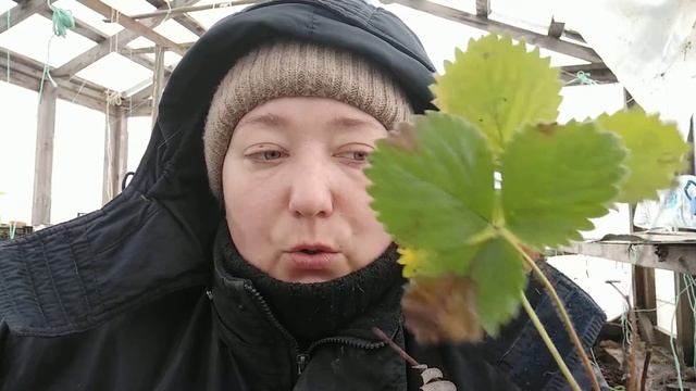 КЛУБНИКА В ТЕПЛИЦЕ