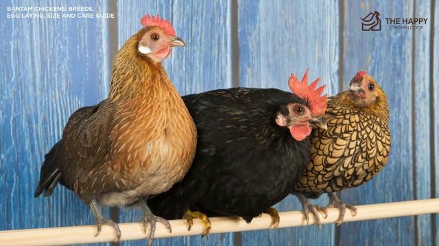 Bantam Chickens Breeds, Egg Laying, Size and Care Guide смотреть онлайн
