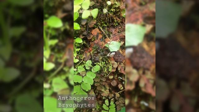Anthoceros sps. 😍 (Hornworts) Bryophytes,(shorts) know the plant #plants #bryophytes смотреть онлайн