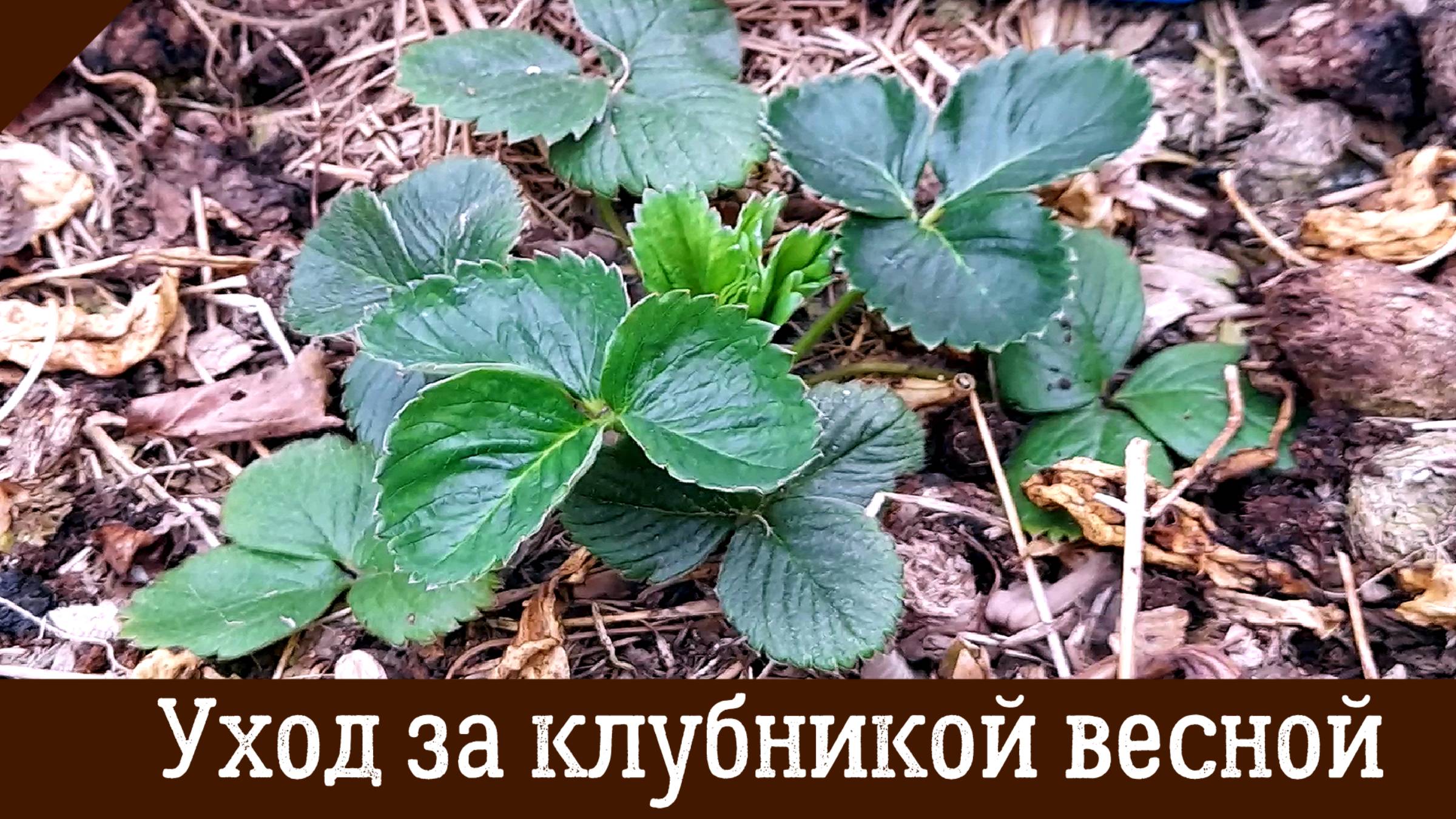 Уход за клубникой весной. Полезные советы. Весенние подкормки для хорошего урожая. смотреть онлайн