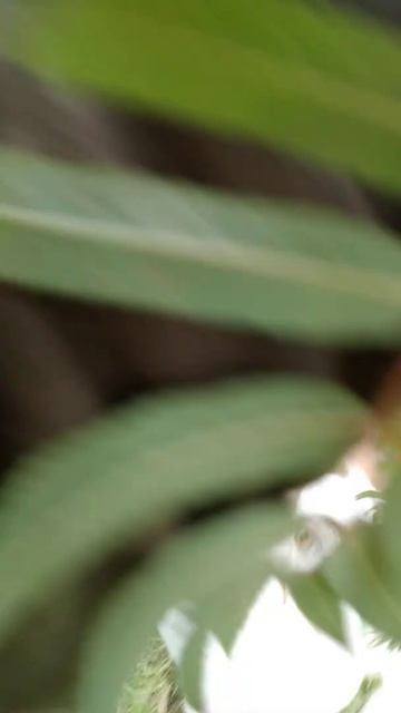 #shorts#Рябина#Козы#Кушают. Козы кушают рябину! 😀 смотреть онлайн