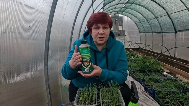 Уход за рассадой лука!! Стрижка и подкормки для хорошего урожая!! смотреть онлайн