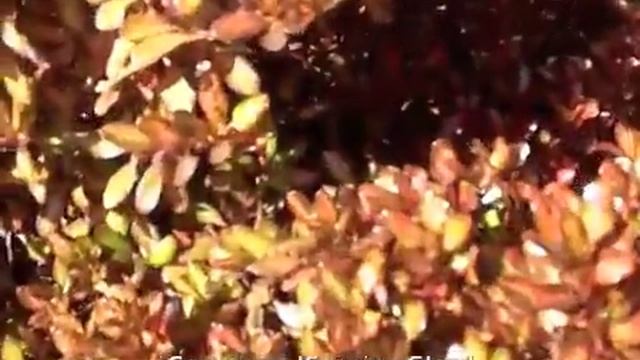 Coprosma 'Evening Glow' смотреть онлайн