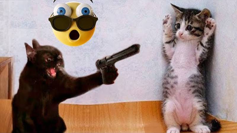 🤣 Лучшие видео о домашних животных 2025 г. смотреть онлайн