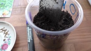 Посев любистока на рассаду