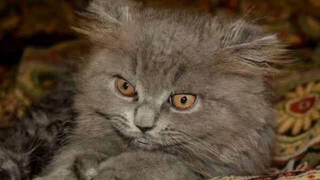 Медийный Кот Манфред бильбо! смотреть онлайн