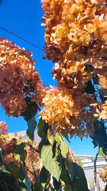 Гортензия Даймонд Руж в осеннем наряде. смотреть онлайн