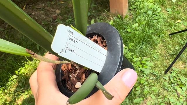Обзор орхидей на улице после отпуска . Брассаволы, башмаки , фраги , энциклии, и др орхидеи. Часть смотреть онлайн