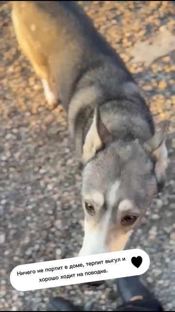 Хенди ищет дом 🏡