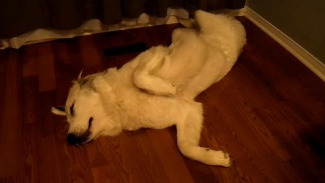 Maja twisted dog with Tangerine Dreams смотреть онлайн