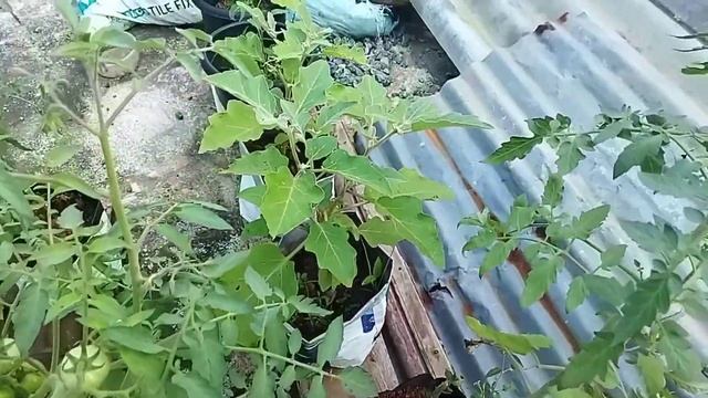 തക്കാളിയും വഴുതനയും നിറയെ കായ്ക്കാൻ/Terrace Garden смотреть онлайн