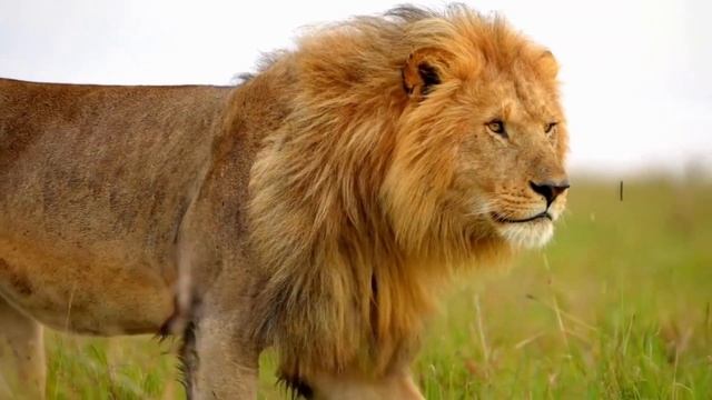 Мощный рык льва.Рычание