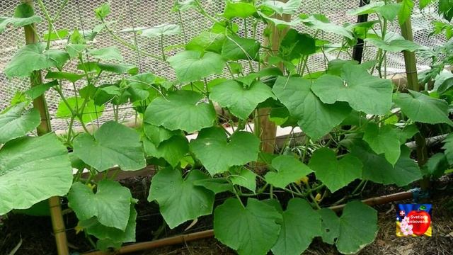 Даже чахлые огурцы пойдут в рост и дадут обильный урожах вкусных огурцов.Бабушкина подкормка смотреть онлайн