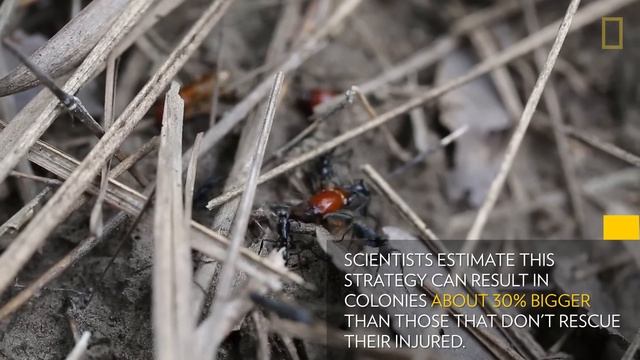 "Paramedic" Ants Save the Wounded in Termite Wars | National Geographic смотреть онлайн