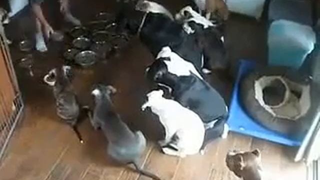 有趣的狗 собаки кушают dog eat смотреть онлайн