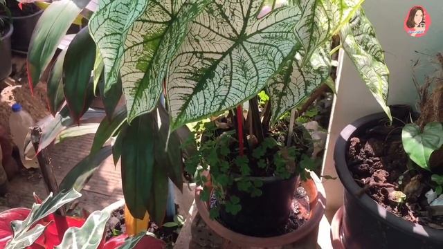 การเลี้ยงบอนสีอิเหนาให้กอใหญ่ ใบสวย เพียงทำตามสิ่งนี้ l มินตรา Garden смотреть онлайн