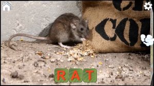 learn to read and save the animals lesson 1 for kids preschool