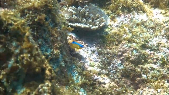 ミヤコキセンスズメダイ（幼魚）　＠伊豆大島ダイビングセンター смотреть онлайн