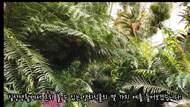 "자연의 비밀: 식물계의 6대 기둥!" 선태 양치 나자 피자 초본 목본 смотреть онлайн